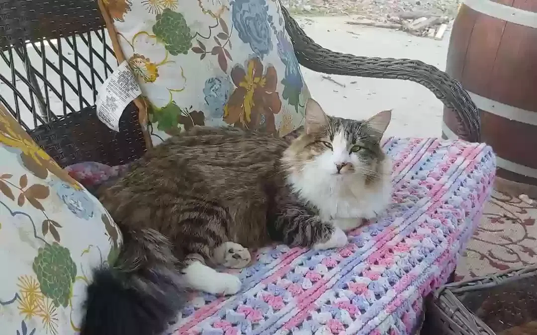 Lost cat in Glendale, AZ, 85308
