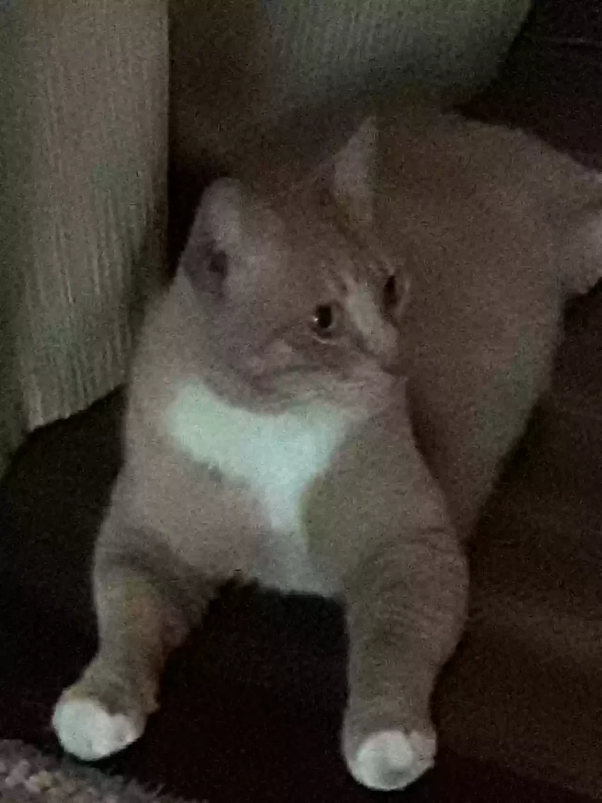 Lost cat in Oceanside, CA, 92058