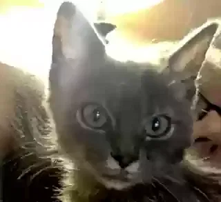 Found cat in Modesto, CA, 95351