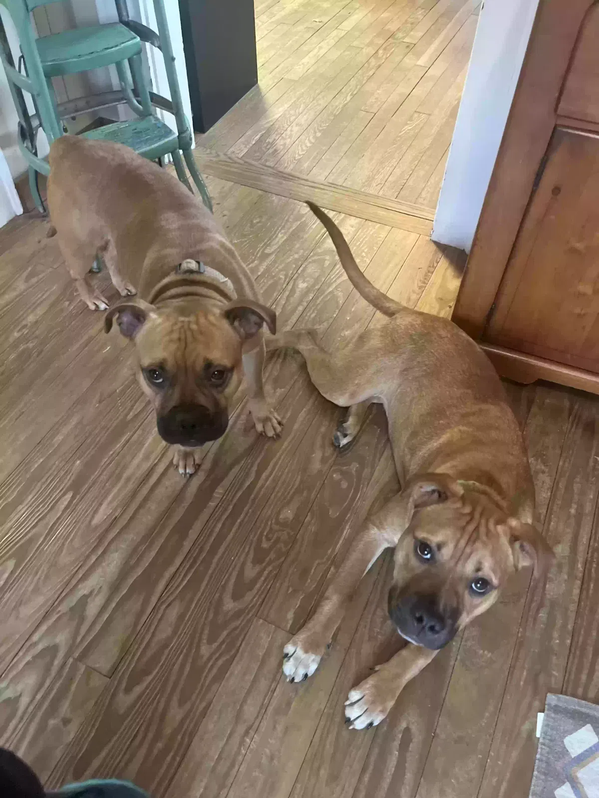 Found Dog