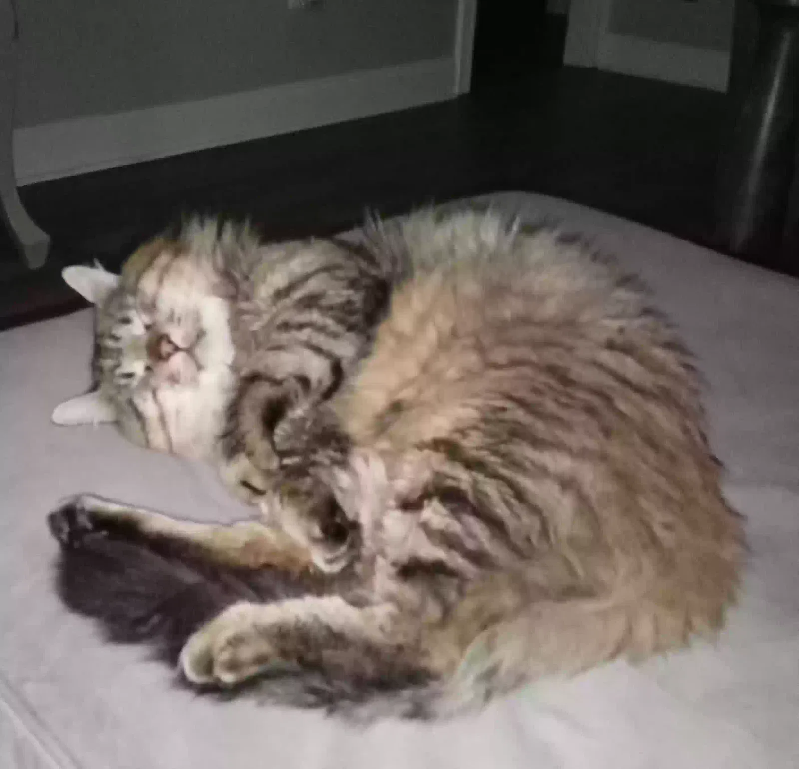 Lost cat in Westwego, LA, 70094