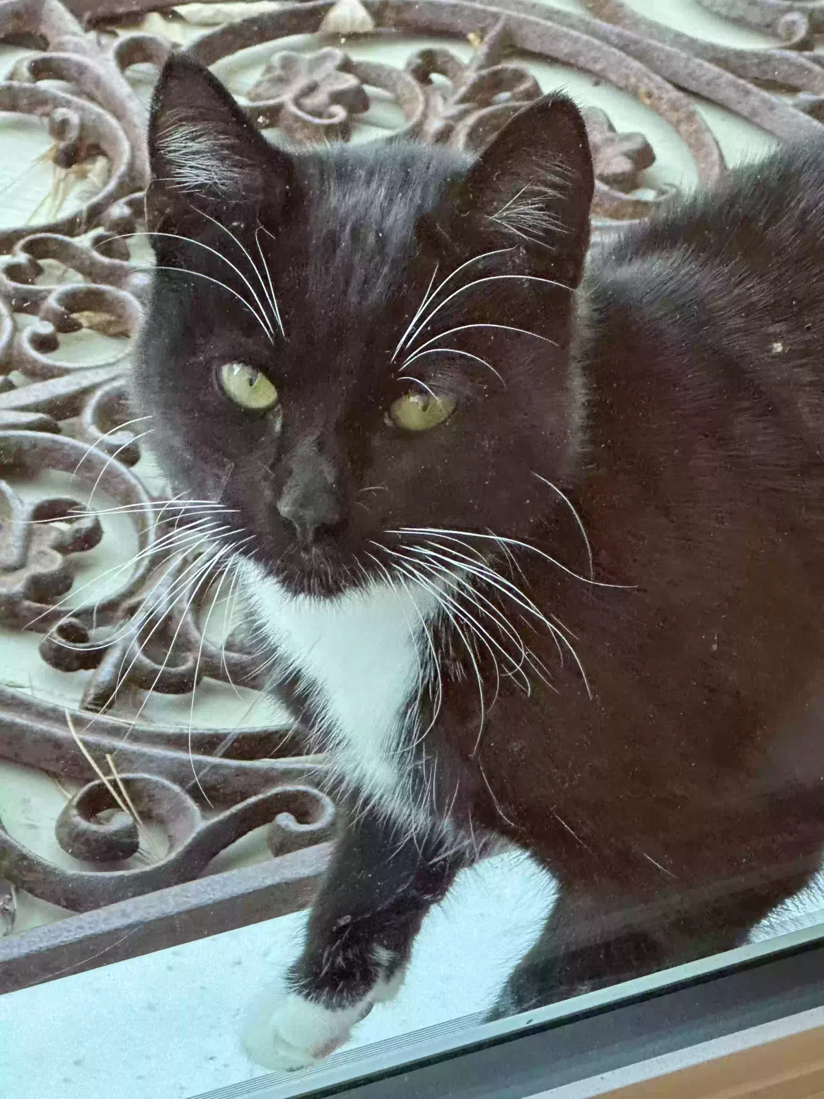 Found cat in Commack, NY, 11725