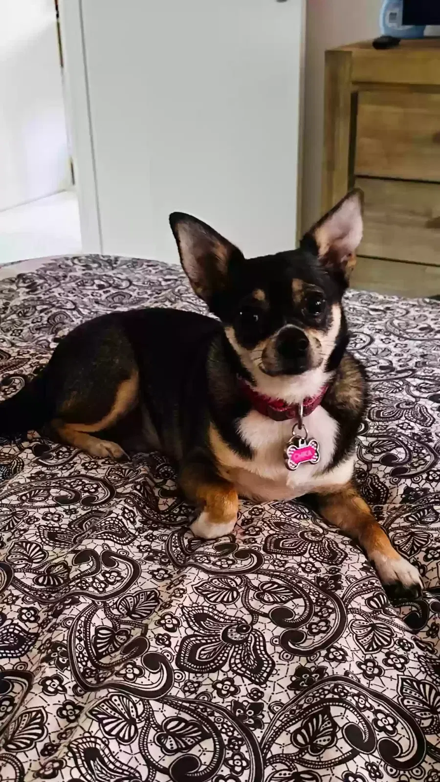 Lost dog in Waianae, HI, 96792