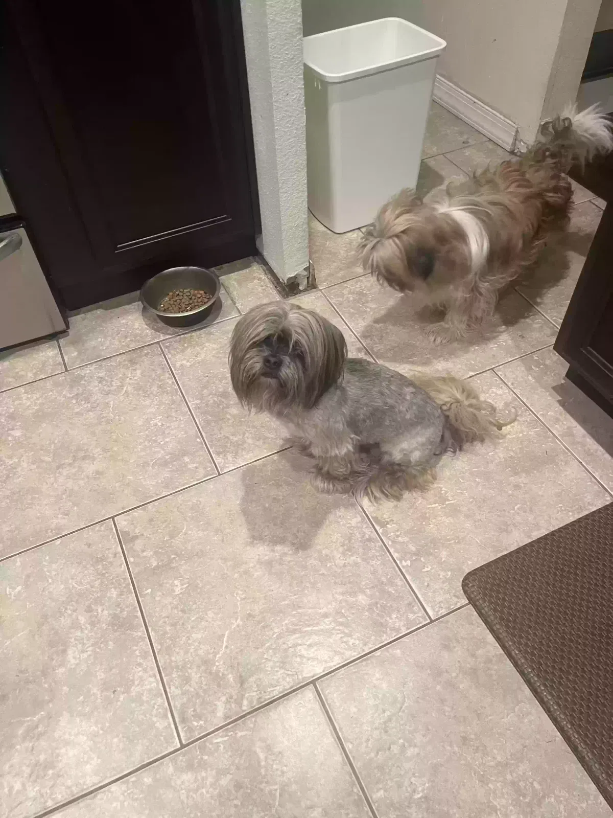 Lost dog in Brandon, FL, 33510