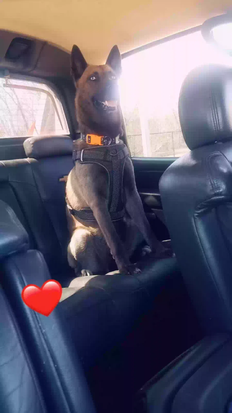 Lost dog in Highland Park, MI, 48203