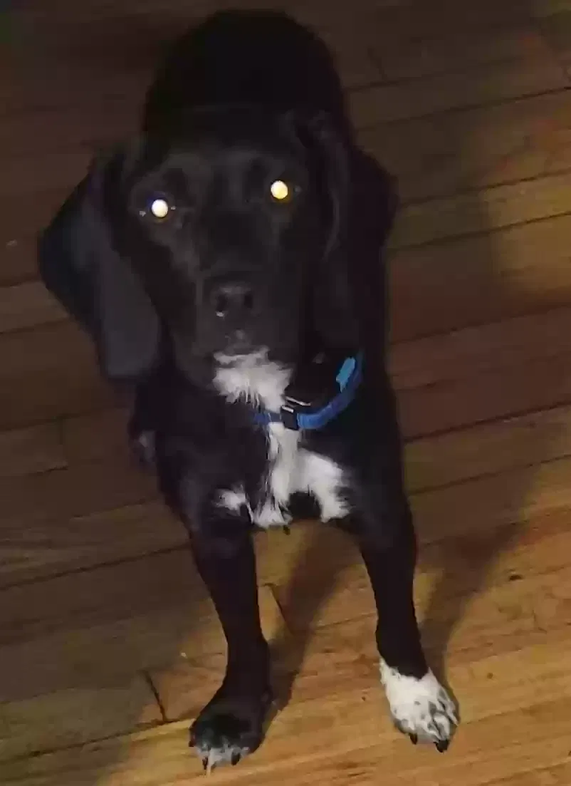 Lost dog in Atlanta, GA, 30310