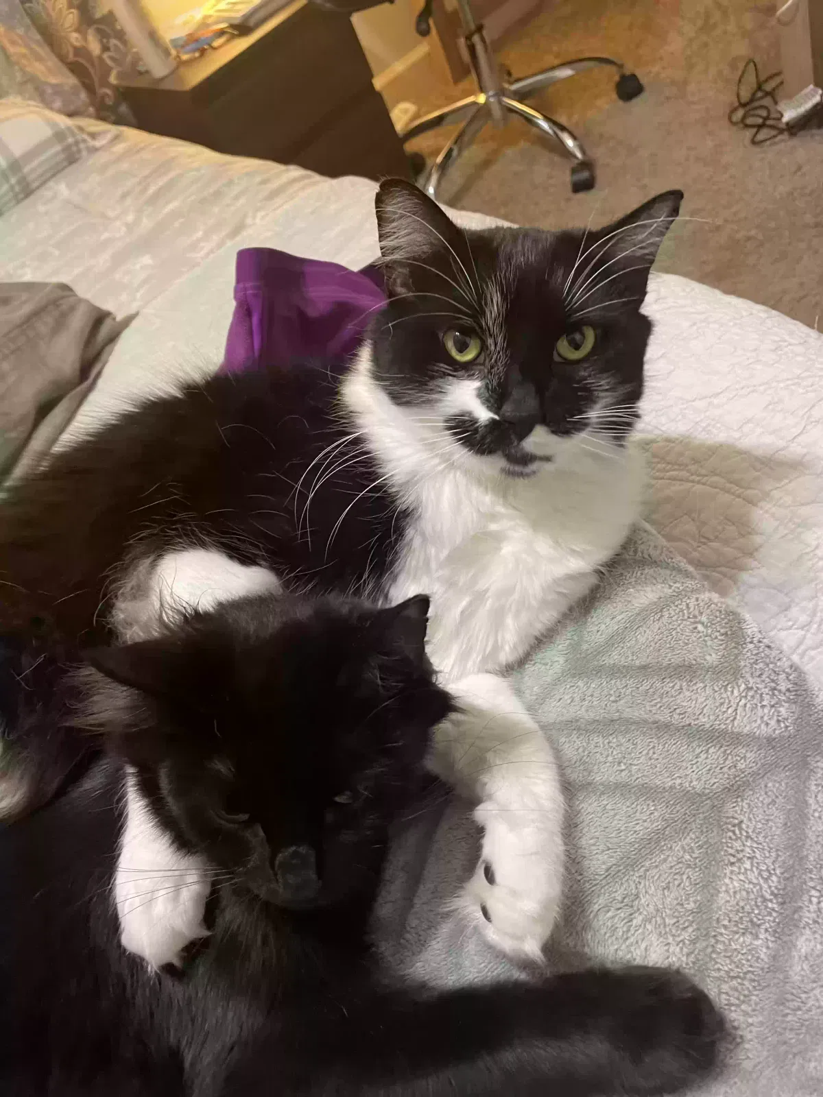 Lost cat in Northampton, MA, 1060