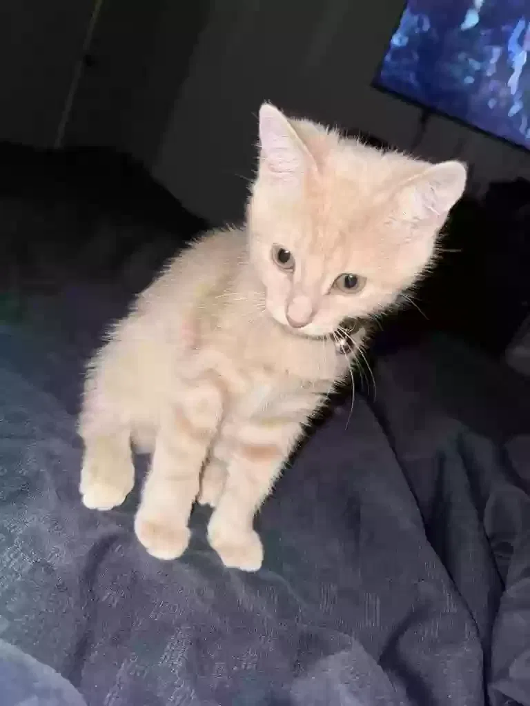 Lost cat in San Antonio, TX, 78201