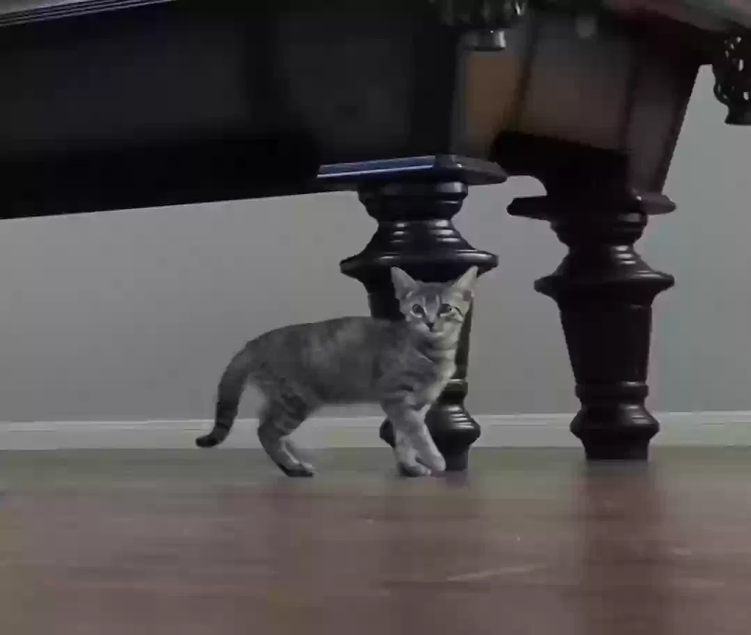 Lost cat in Humble, TX, 77346