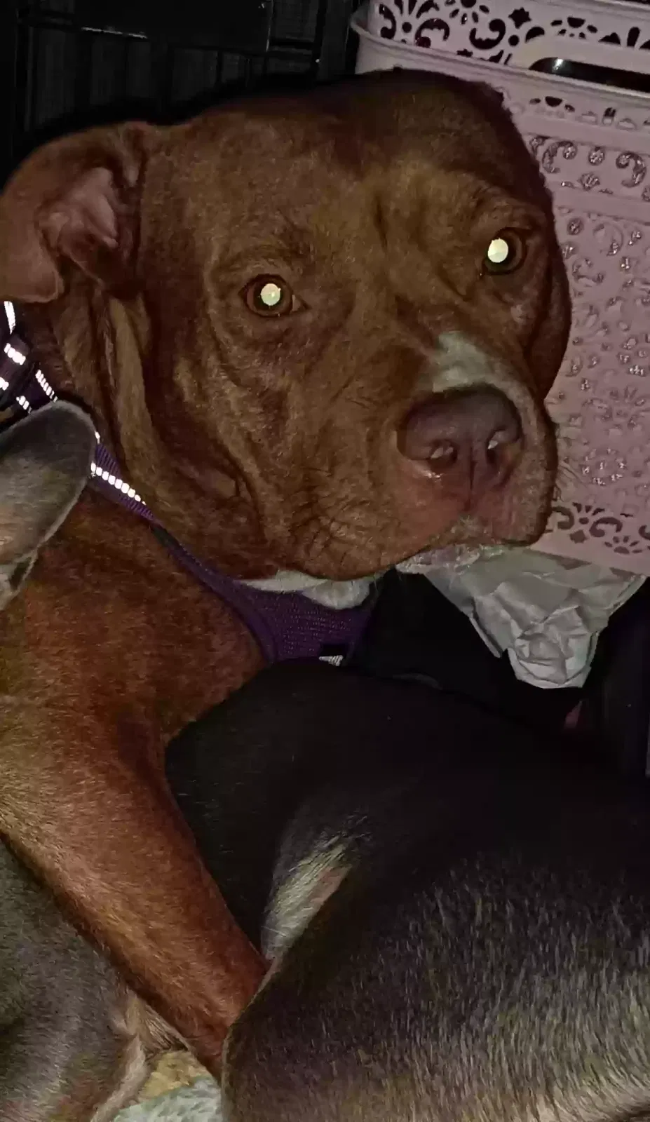 Lost dog in San Antonio, TX, 78201