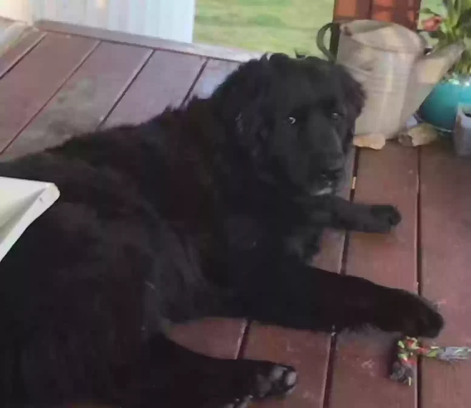 Lost dog in North Little Rock, AR, 72118