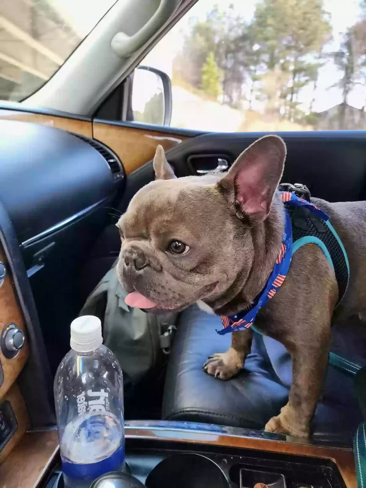 Lost dog in Irmo, SC, 29063