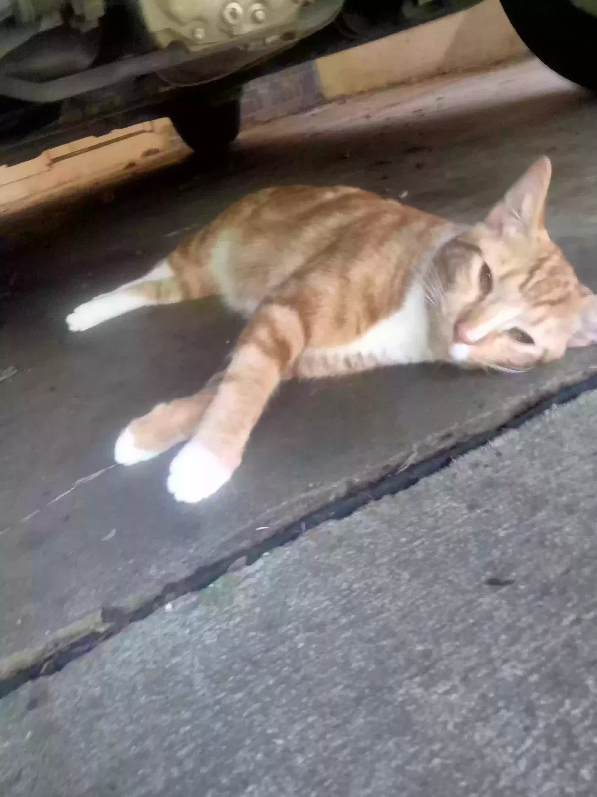 Lost cat in Jasper, AL, 35503