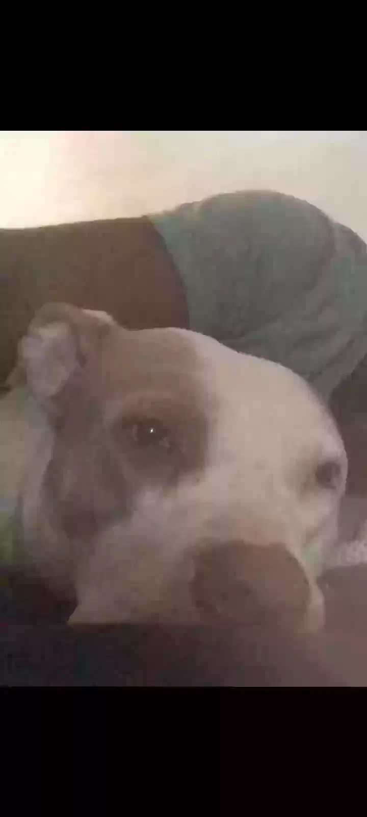 Lost dog in San Antonio, TX, 78238