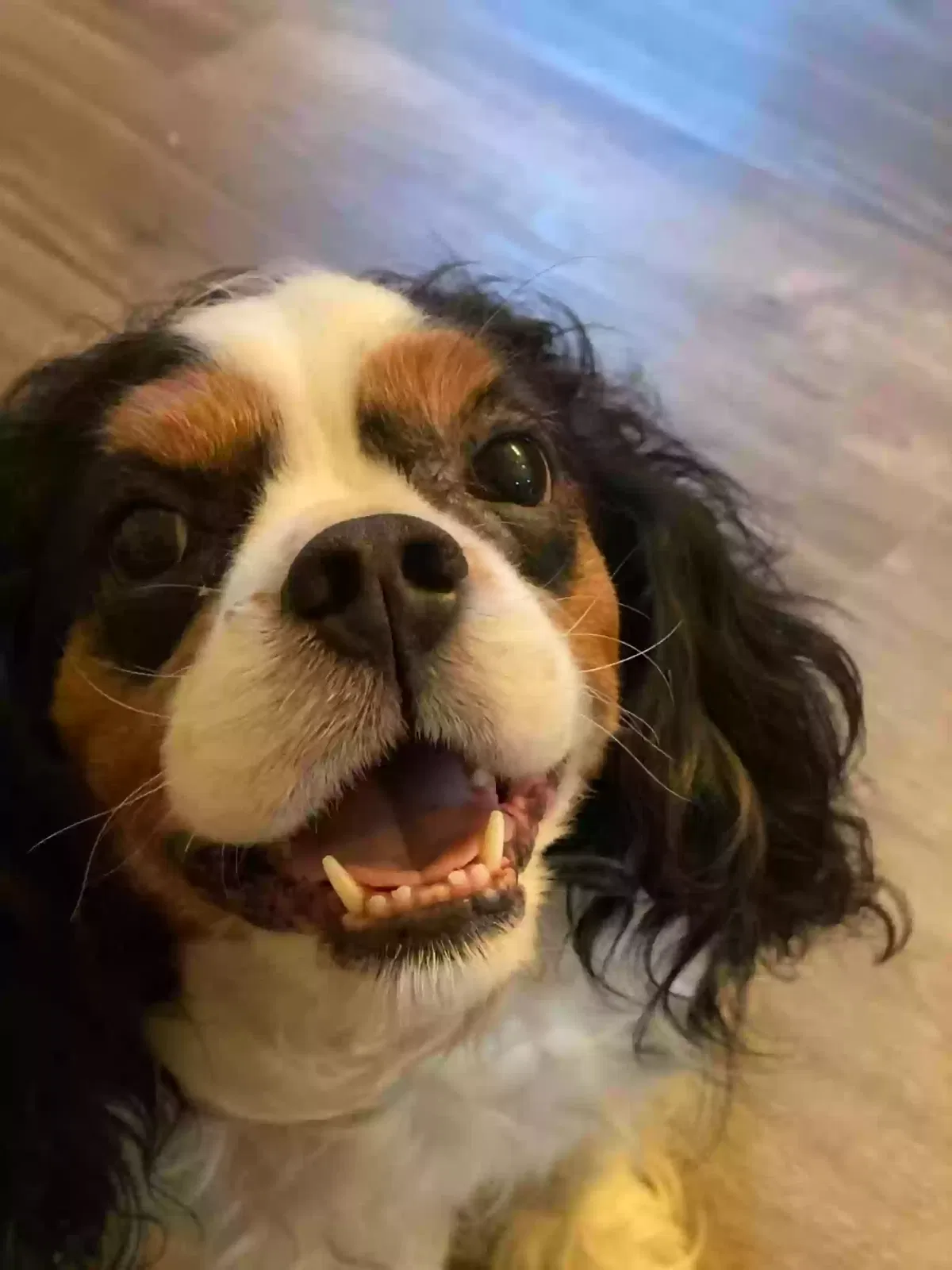 Lost dog in Haymarket, VA, 20169