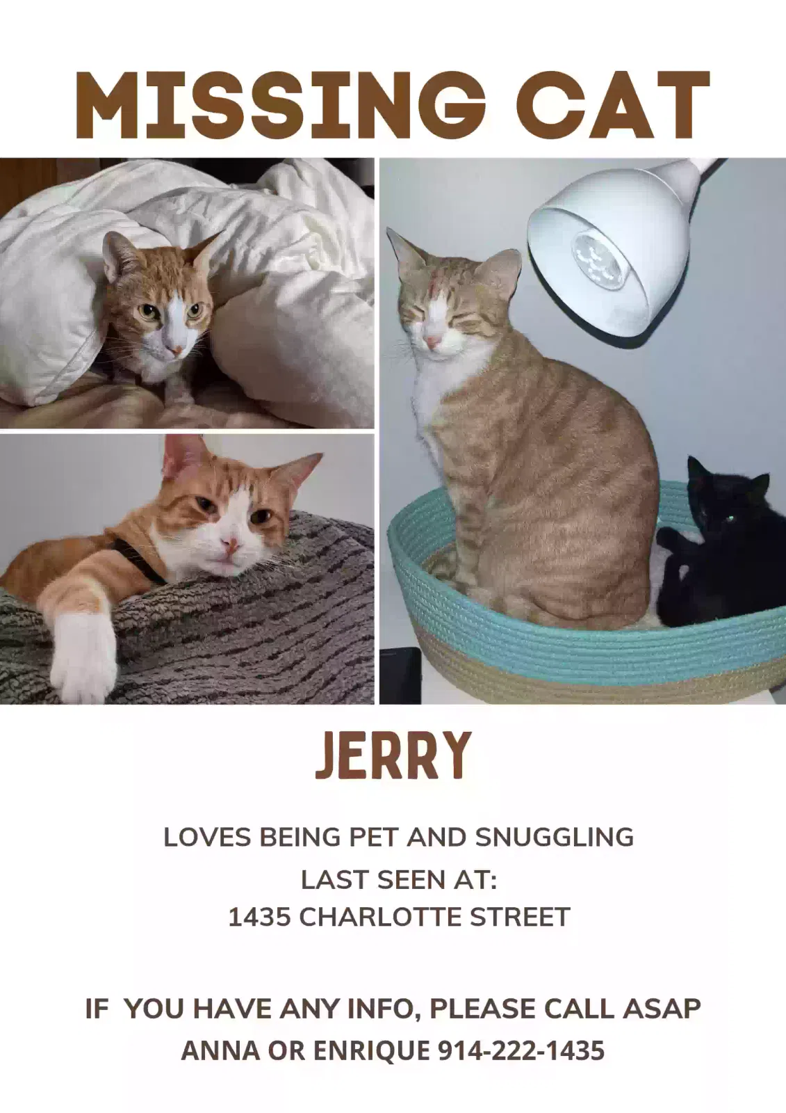 Lost cat in Bronx, NY, 10460