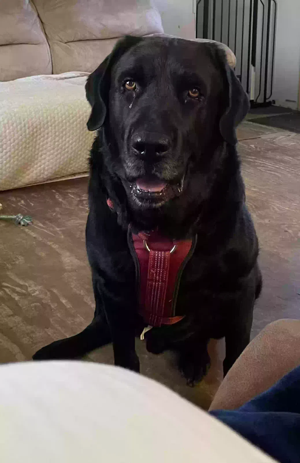 Lost dog in Willis, TX, 77378