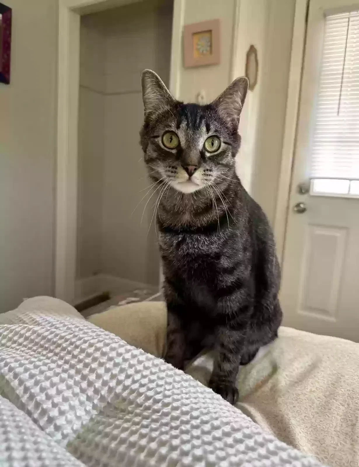 Lost cat in Altoona, PA, 16602