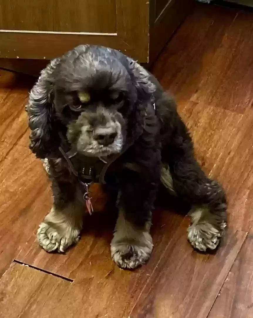 Lost dog in Monterey Park, CA, 91754