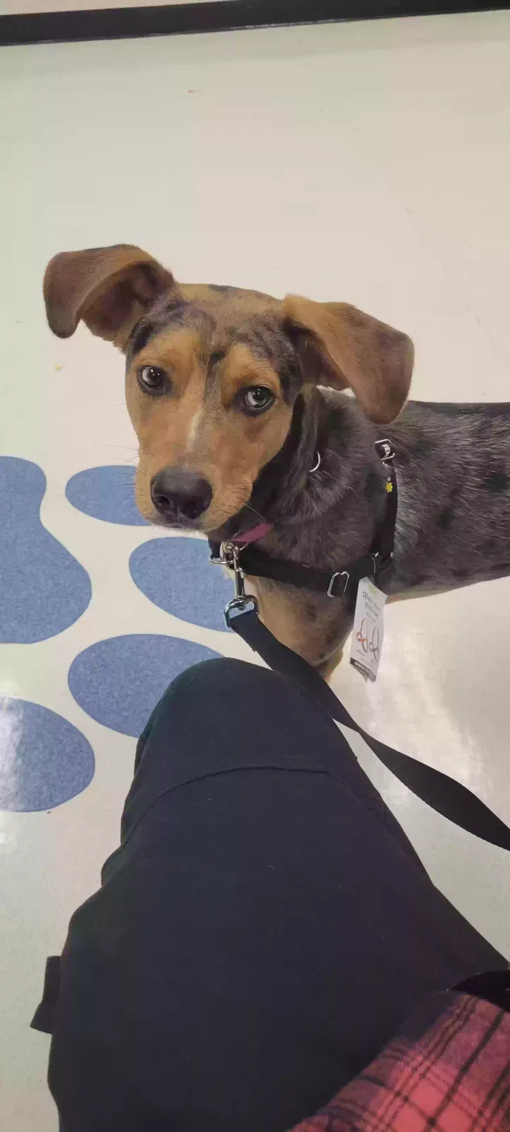 Lost dog in Sacramento, CA, 95815
