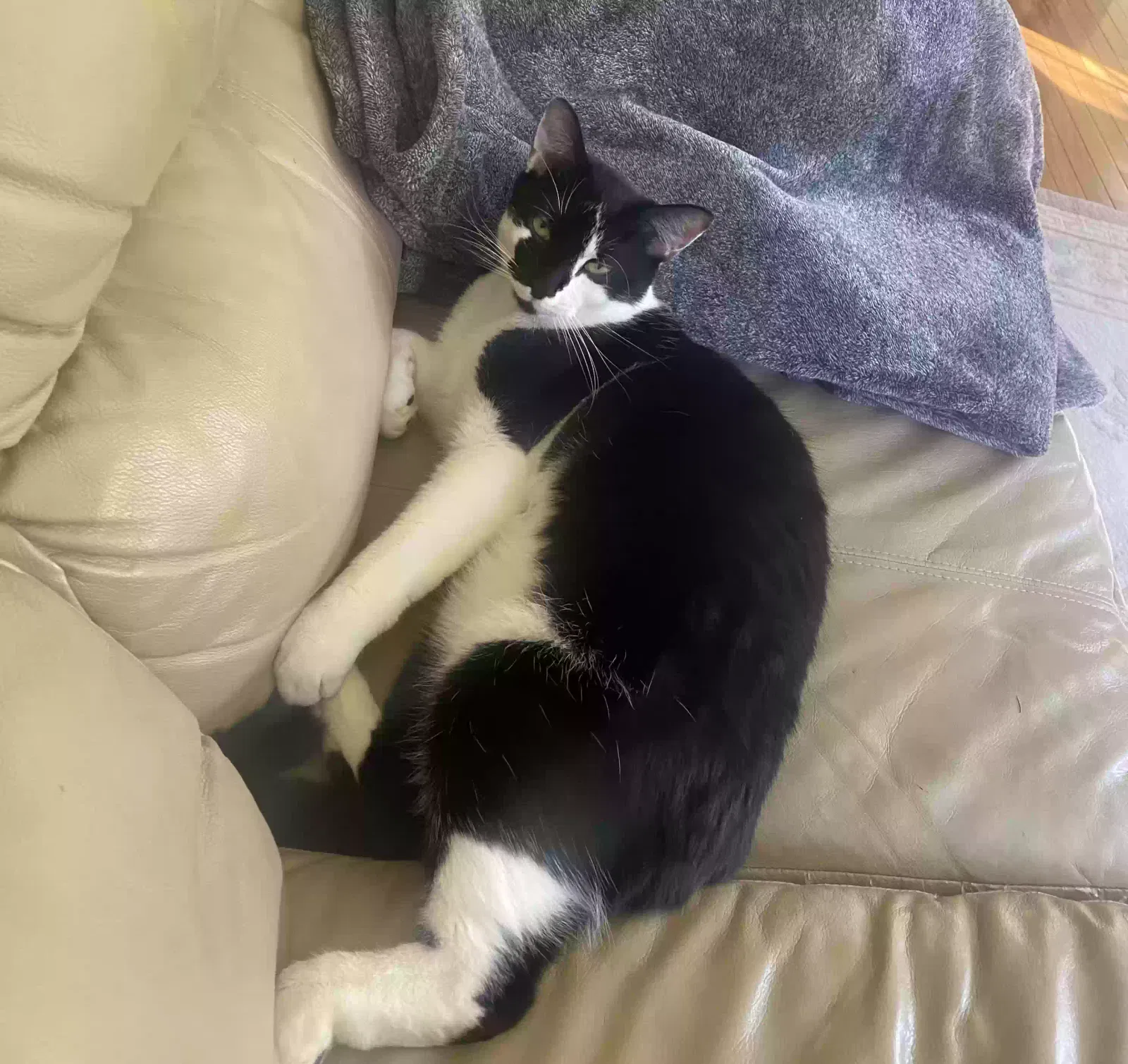 Lost cat in Feasterville Trevose, PA, 19053
