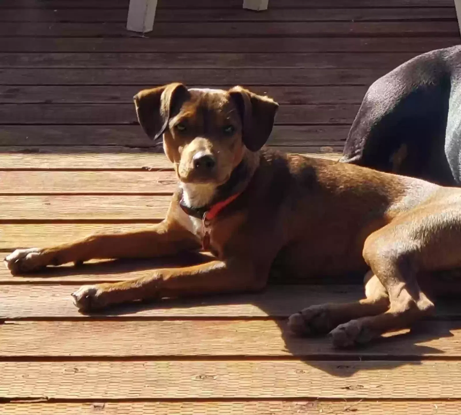 Lost dog in Escondido, CA, 92025