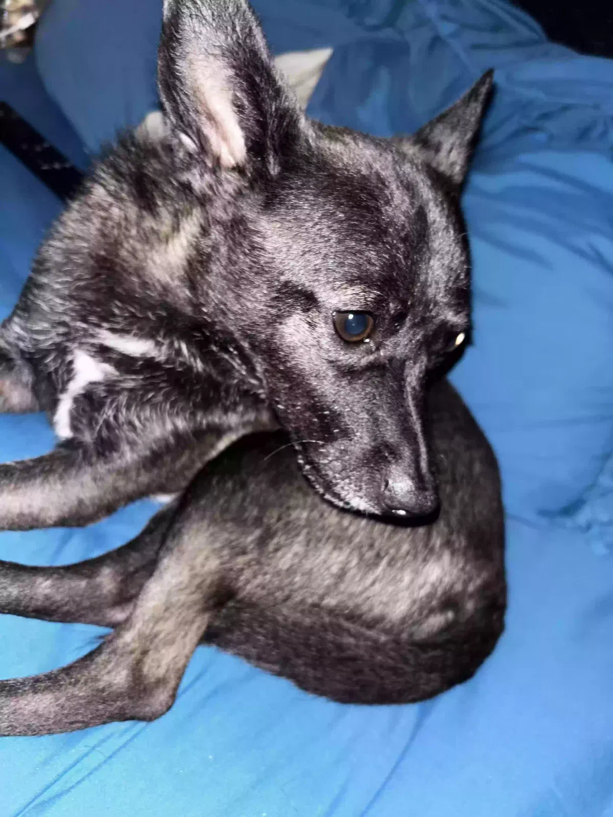 Lost dog in Muskegon, MI, 49444