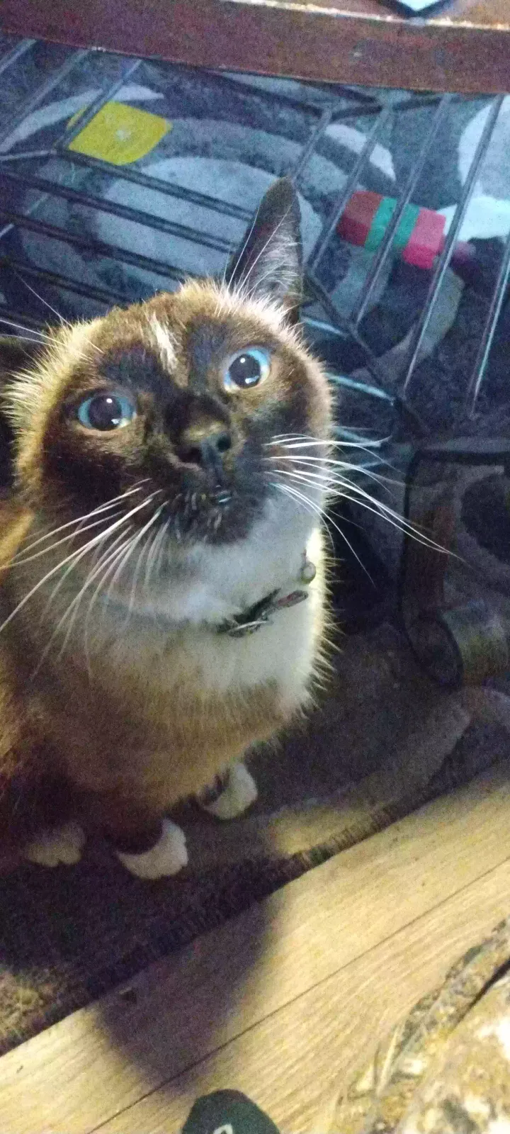 Lost cat in Salem, OR, 97304
