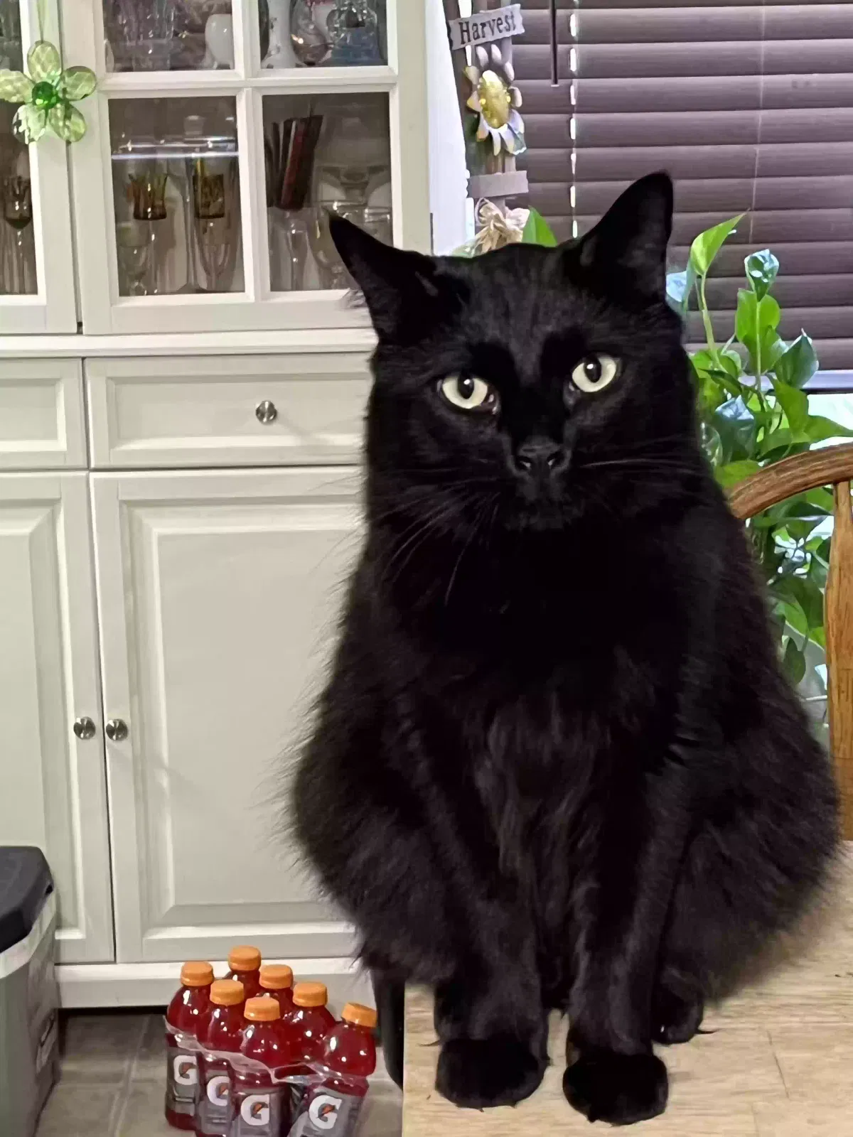 Lost cat in Overton, TX, 75684