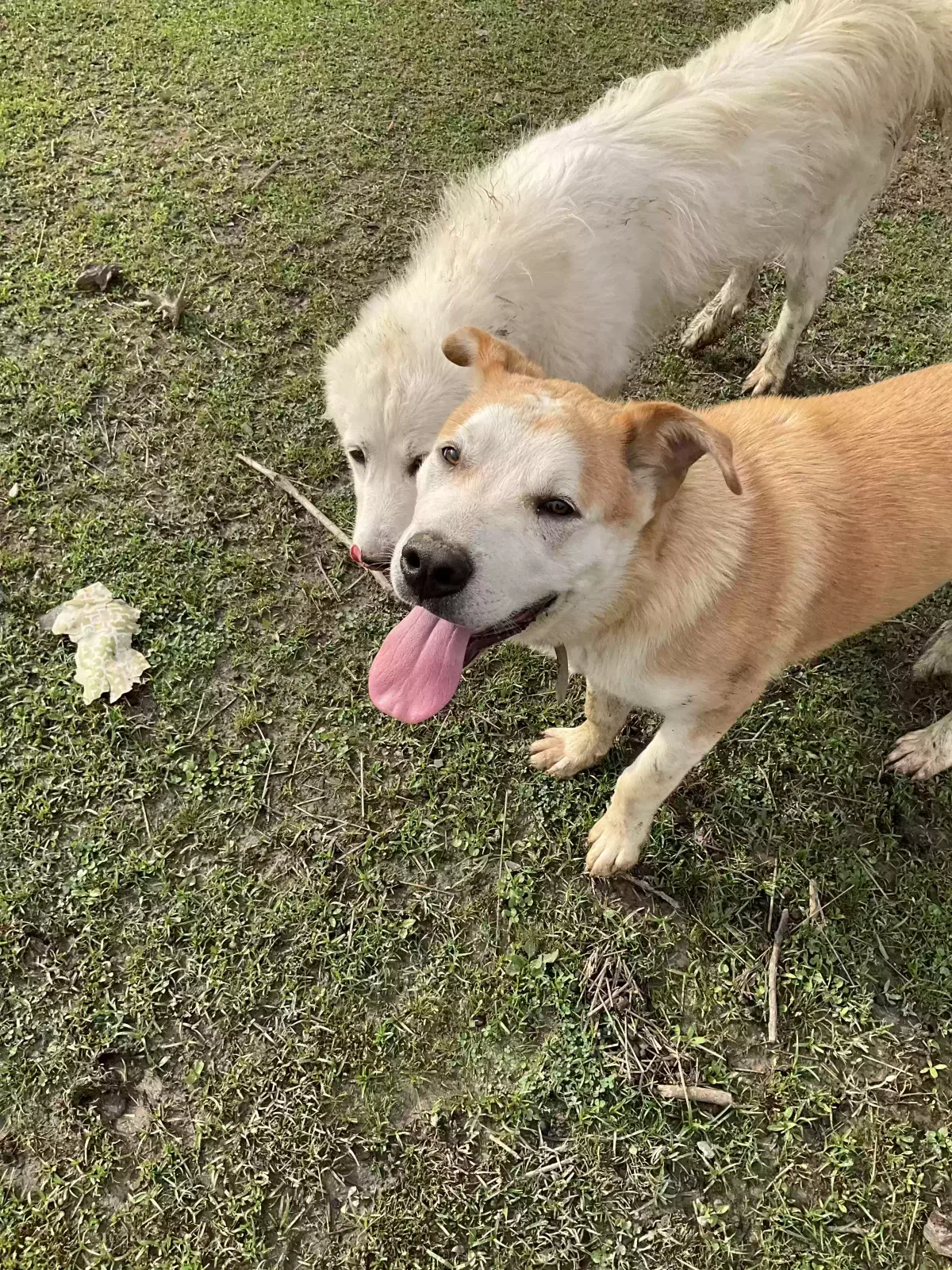 Lost dog in Dalton, GA, 30720