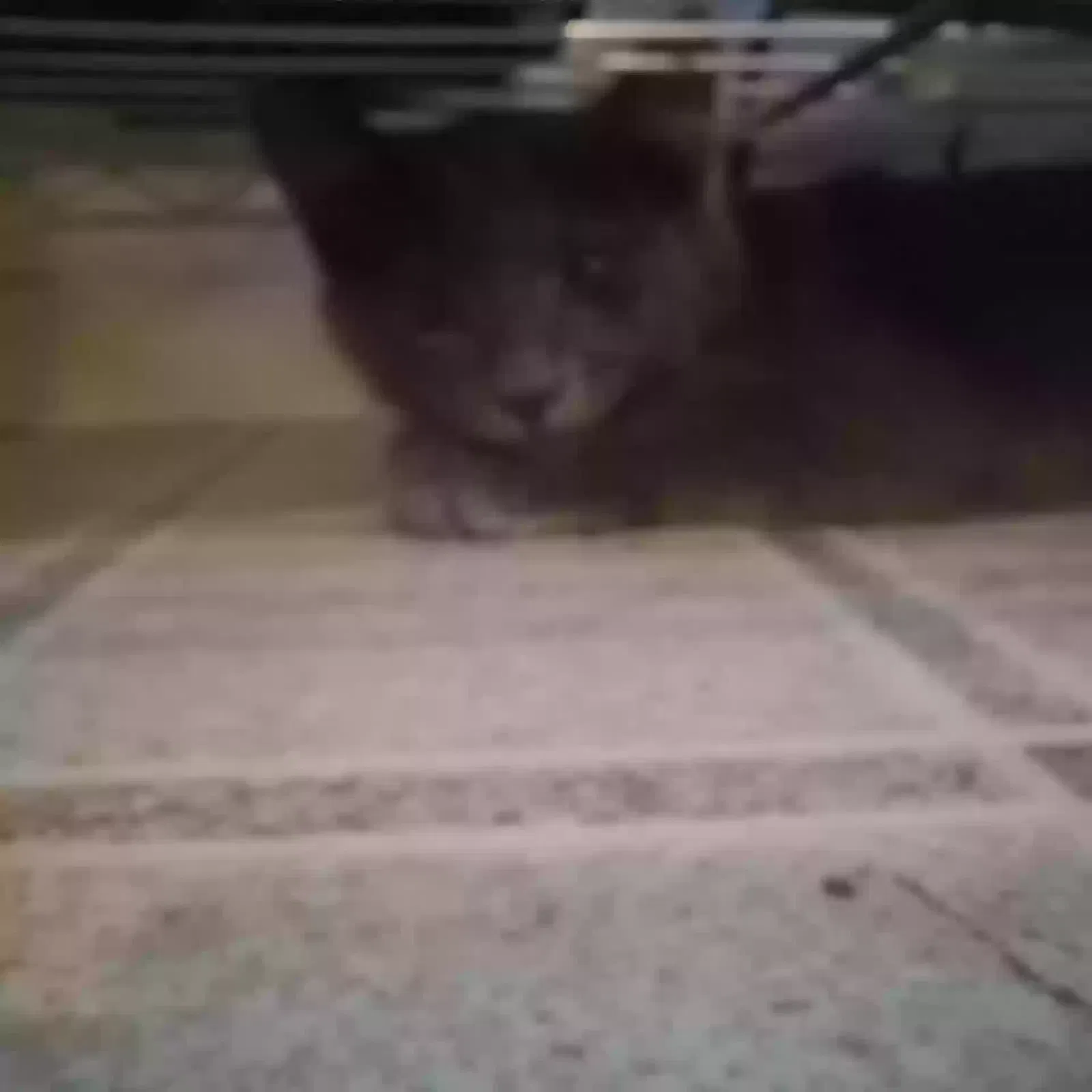 Lost cat in Elma, WA, 98541