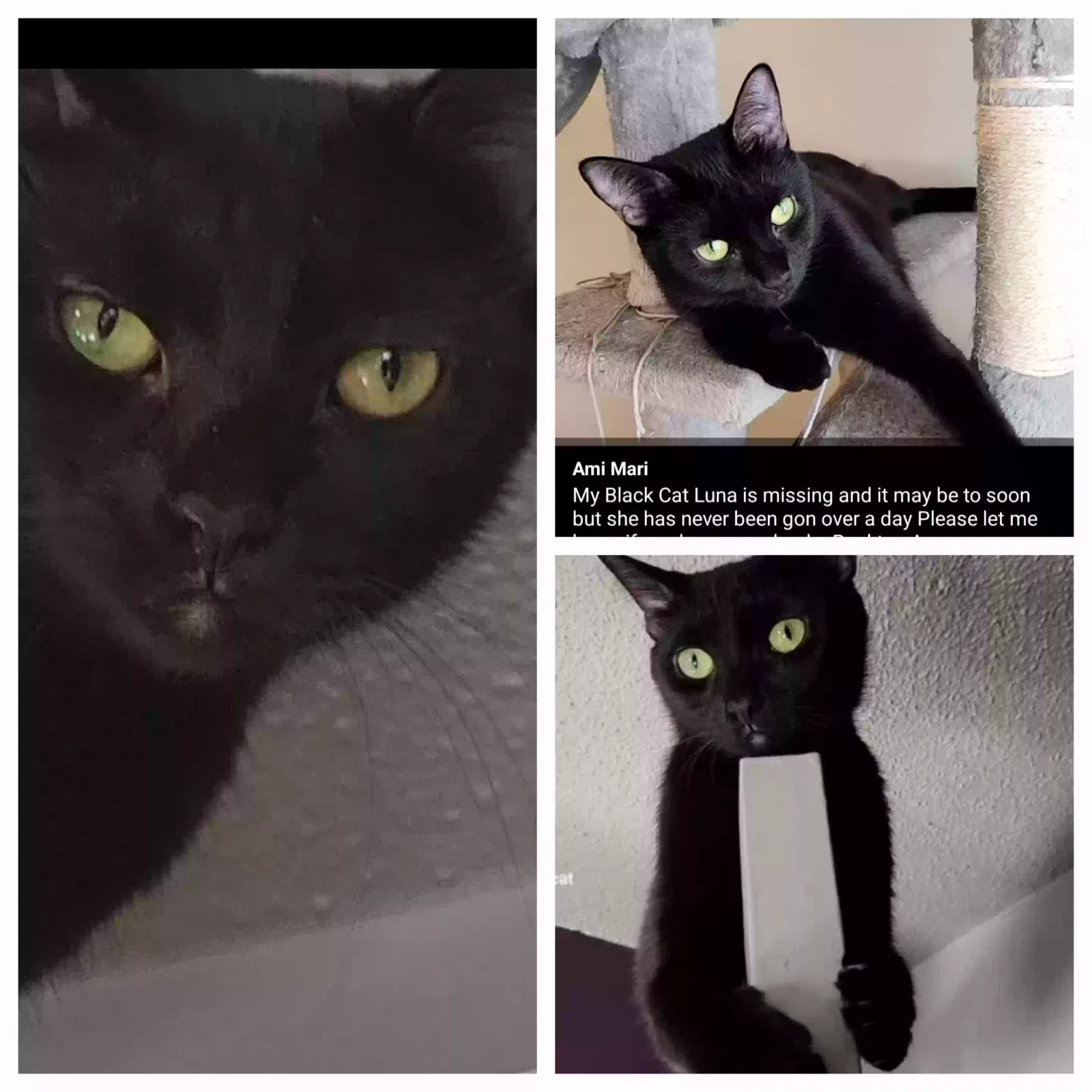 Lost cat in Rockford, IL, 61103