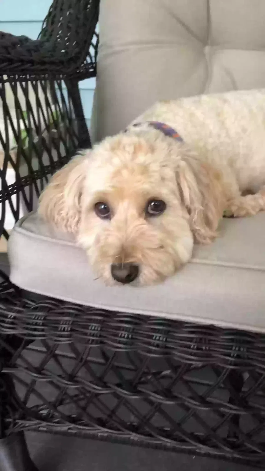 Lost dog in Sunman, IN, 47041