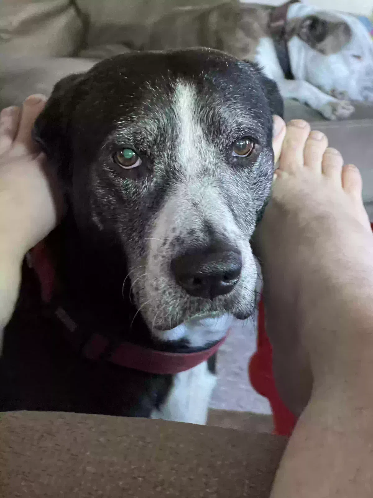 Lost dog in Houston, TX, 77062