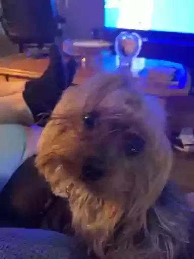 Lost dog in Lakeland, FL, 33805
