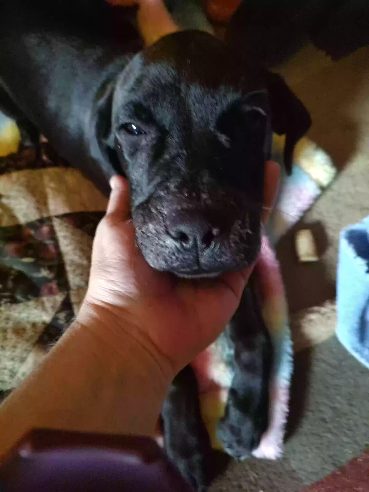 Found dog in Story, AR, 71970