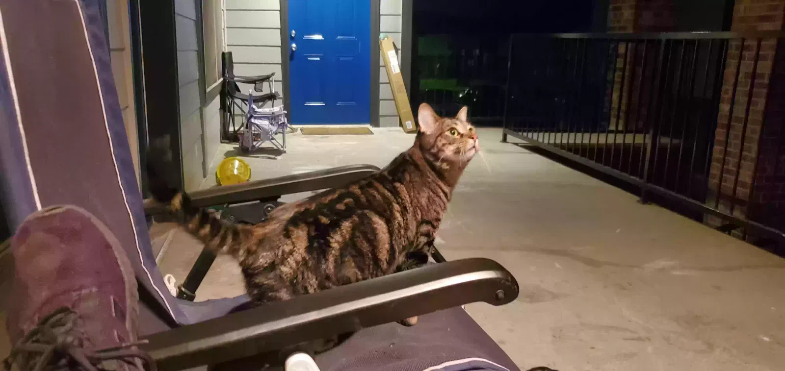 Lost cat in Pryor, OK, 74361