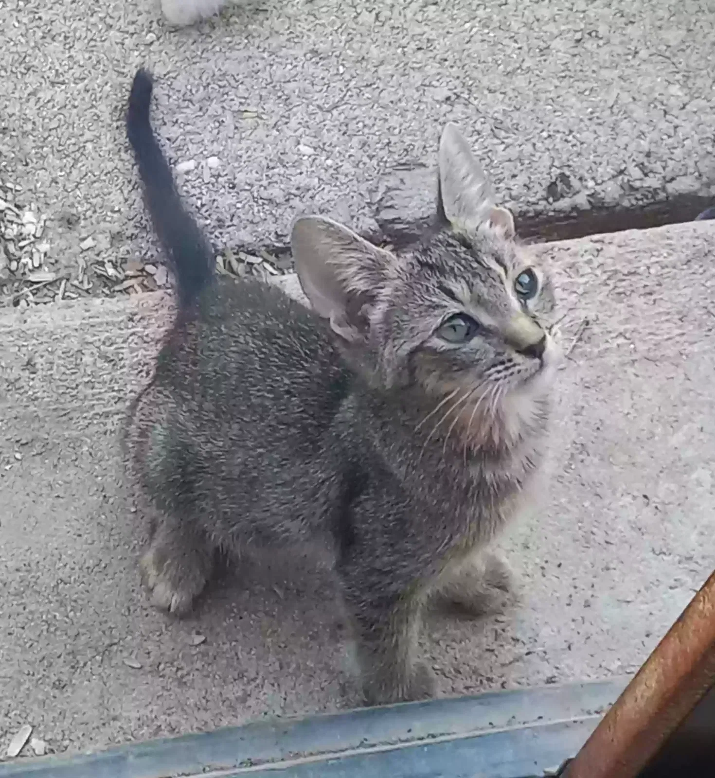 Lost cat in Marana, AZ, 85653