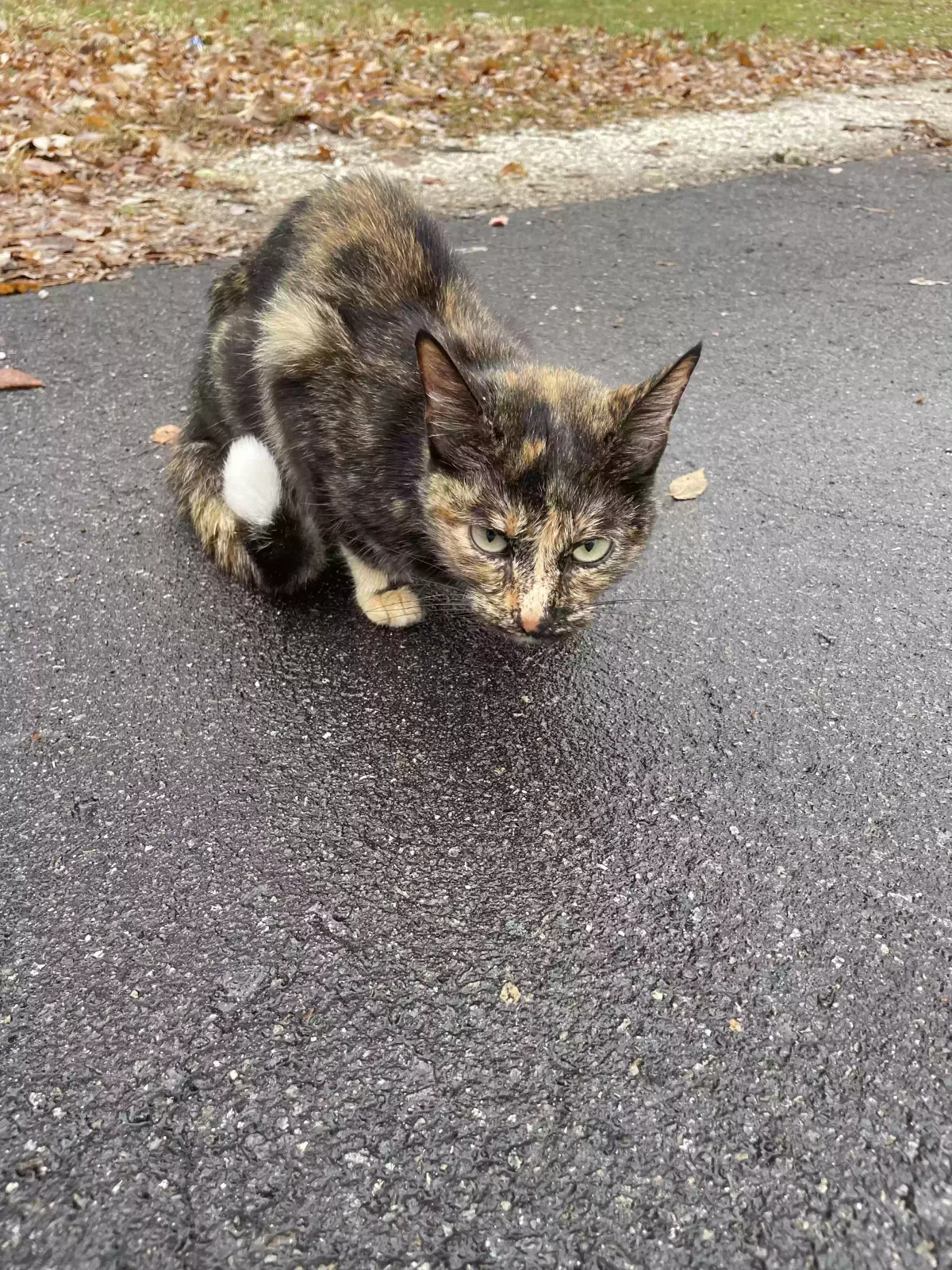 Found cat in Champaign, IL, 61820