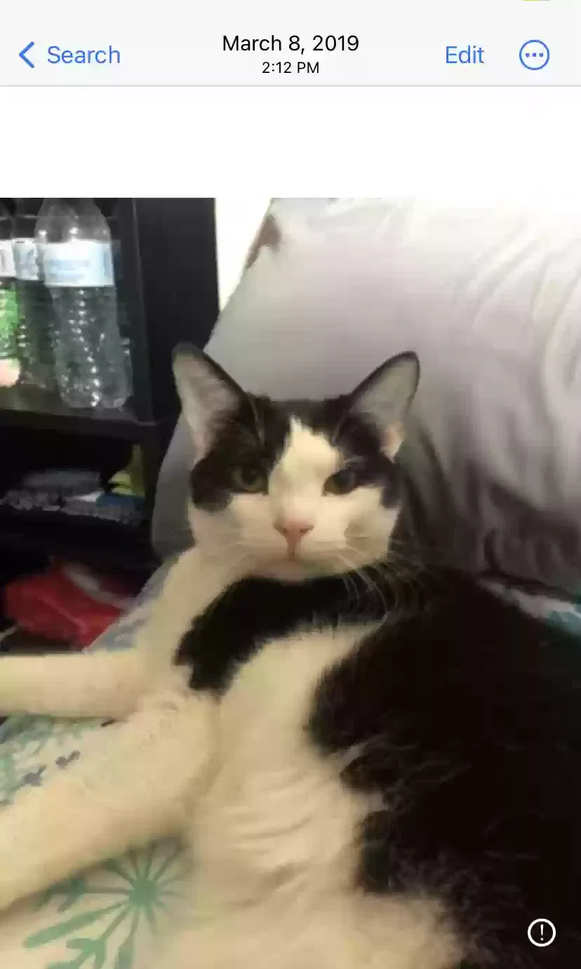 Lost cat in Schenectady, NY, 12306