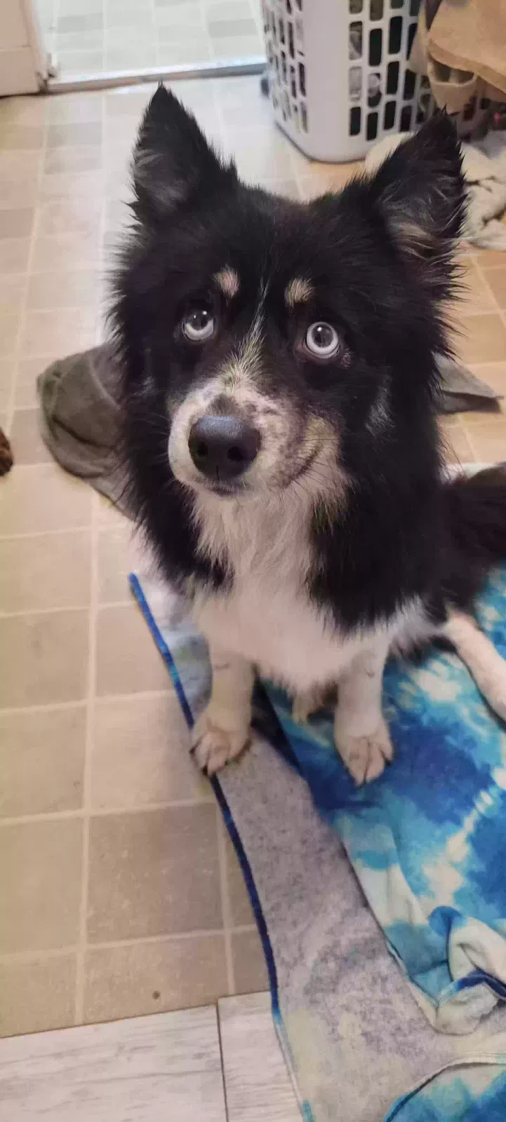 Found dog in Peru, IN, 46970