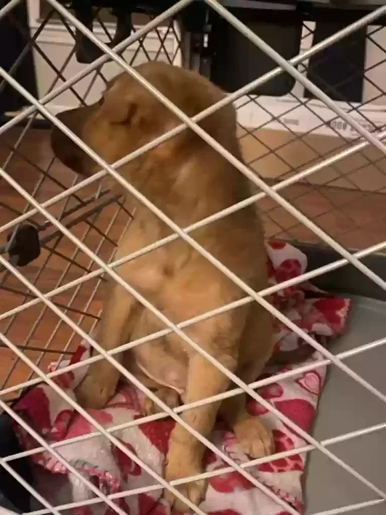 Lost dog in Kansas City, MO, 64134