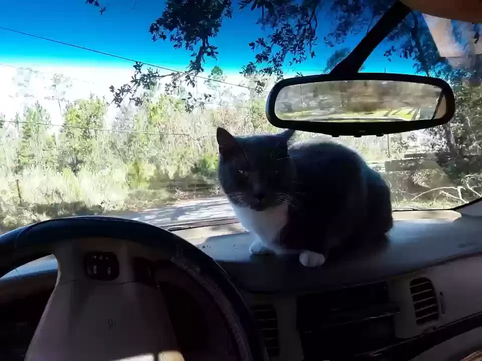 Lost cat in Waveland, MS, 39576
