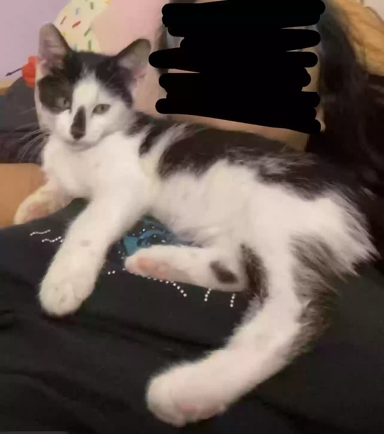 Lost cat in Newark, NJ, 7104