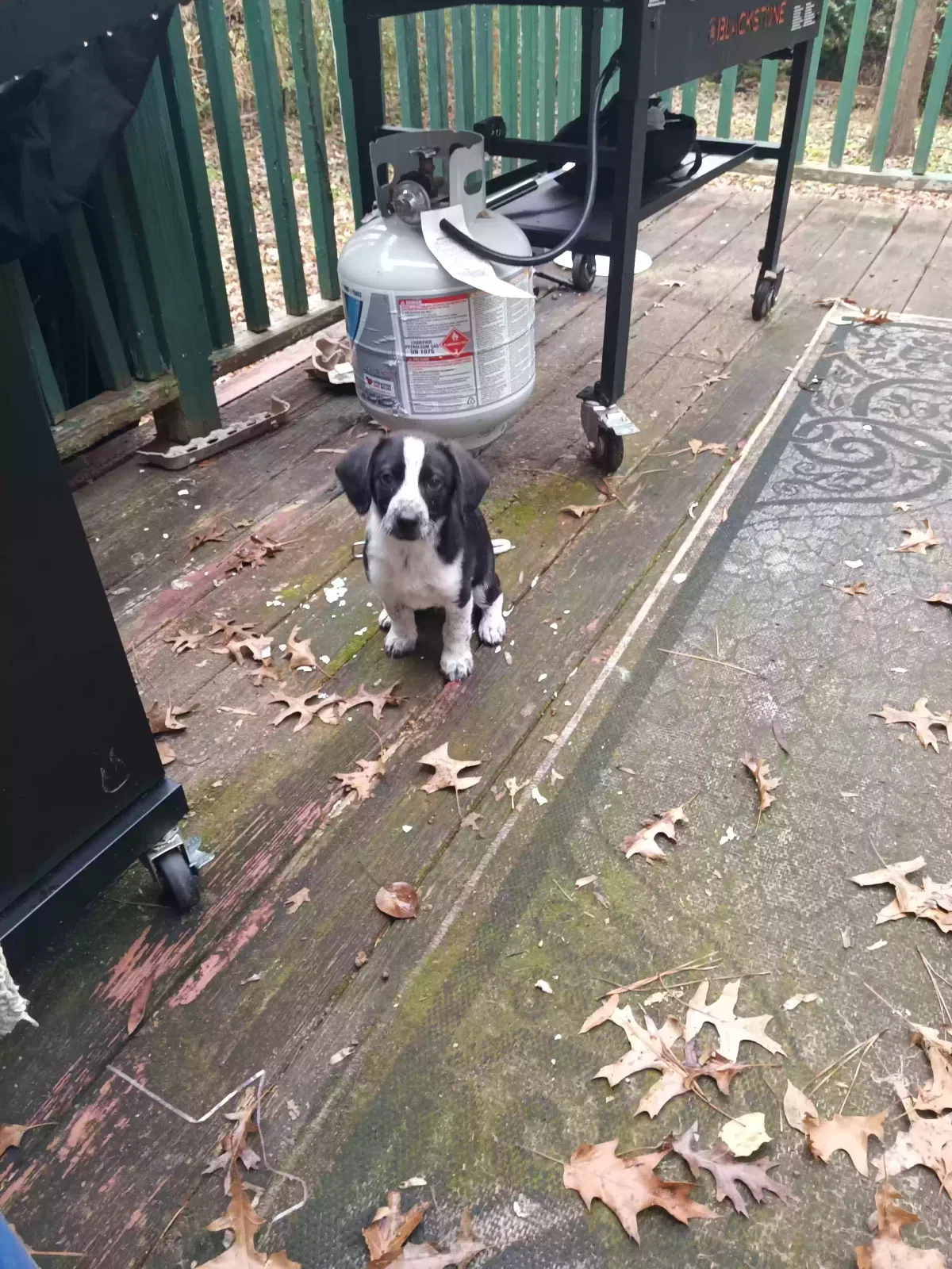 Found dog in Sanford, NC, 27330