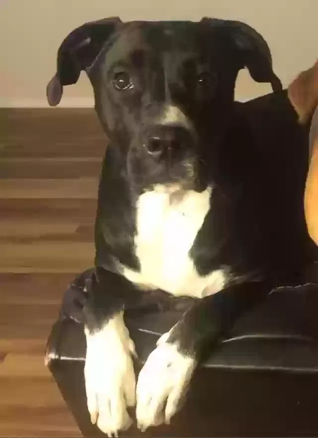 Lost dog in Edgewood, NM, 87015