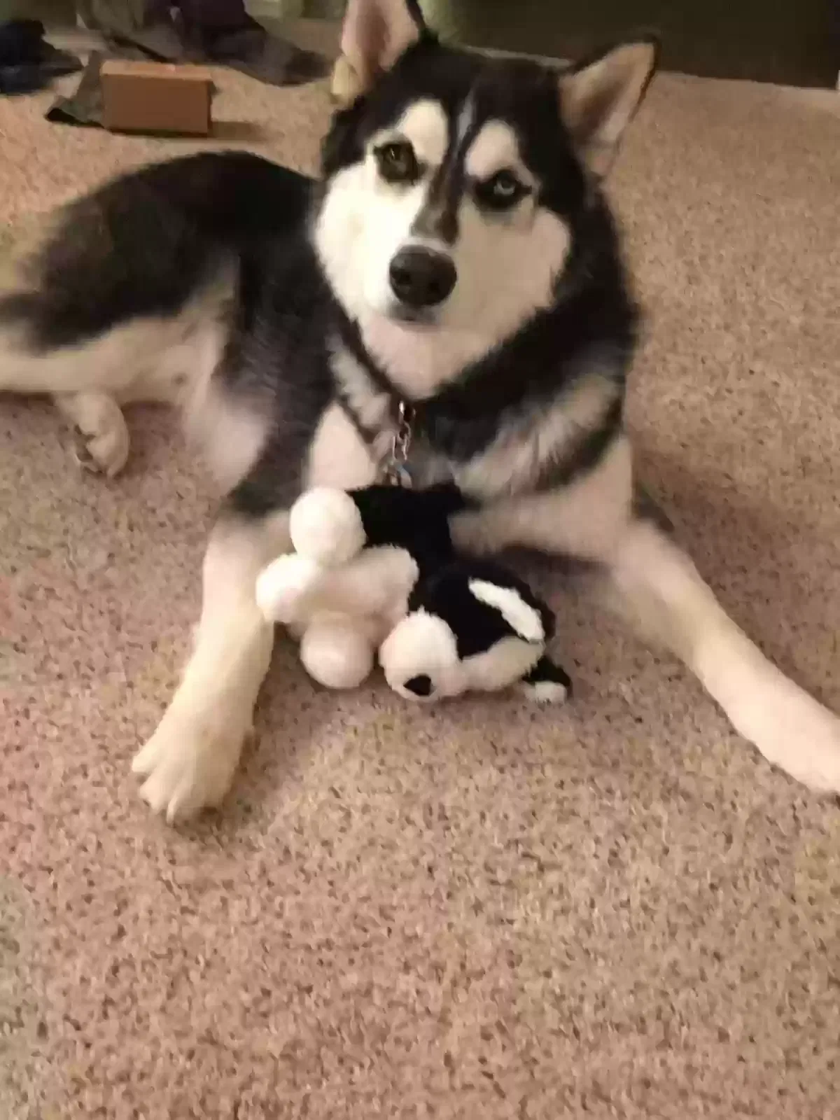Lost dog in Edgewood, NM, 87015