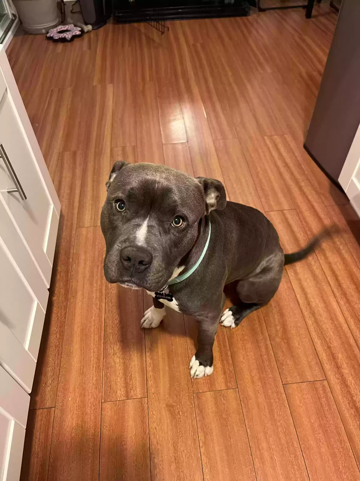 Found dog in Reseda, CA, 91335