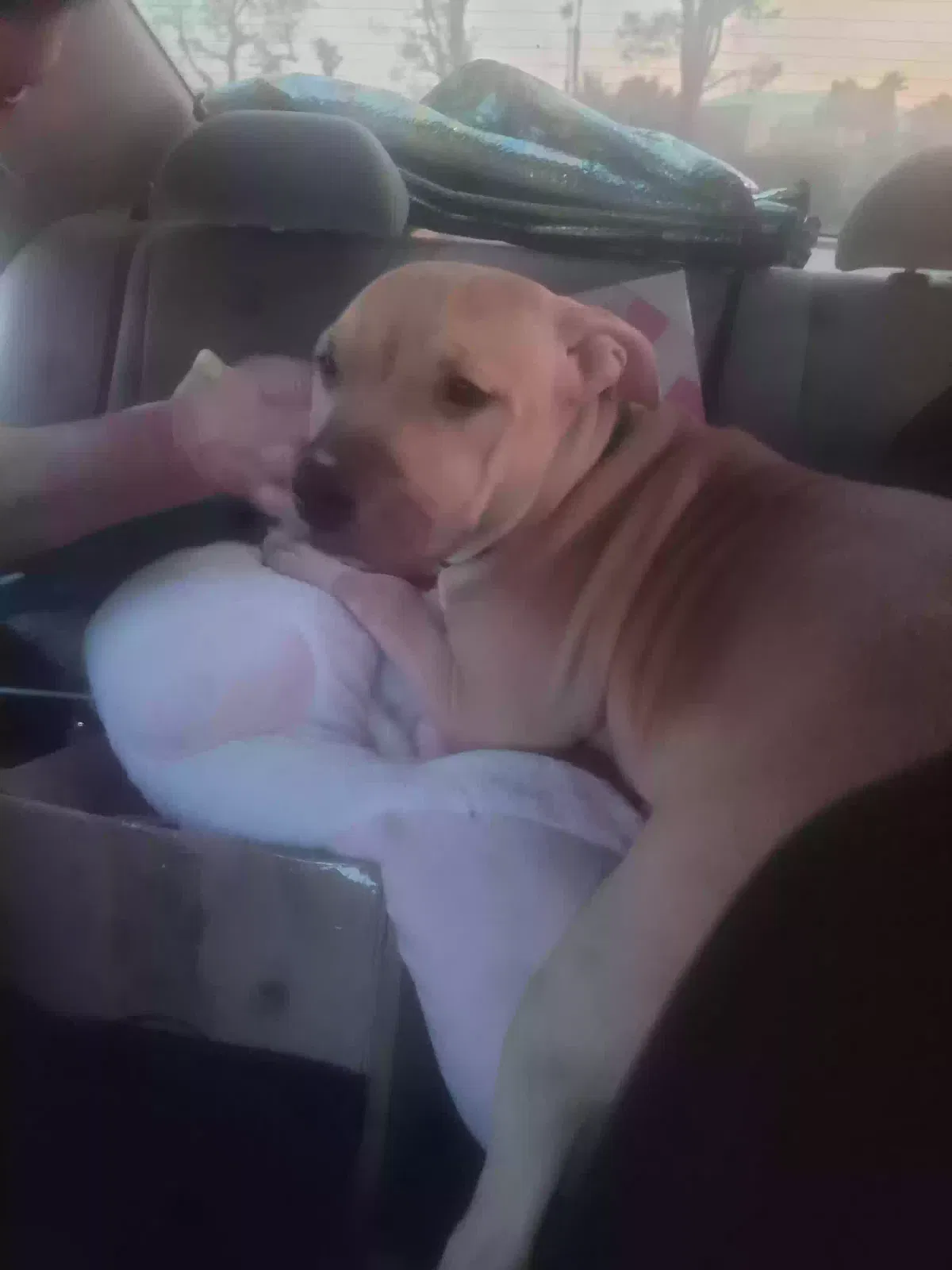 Found dog in Desert Hot Springs, CA, 92240