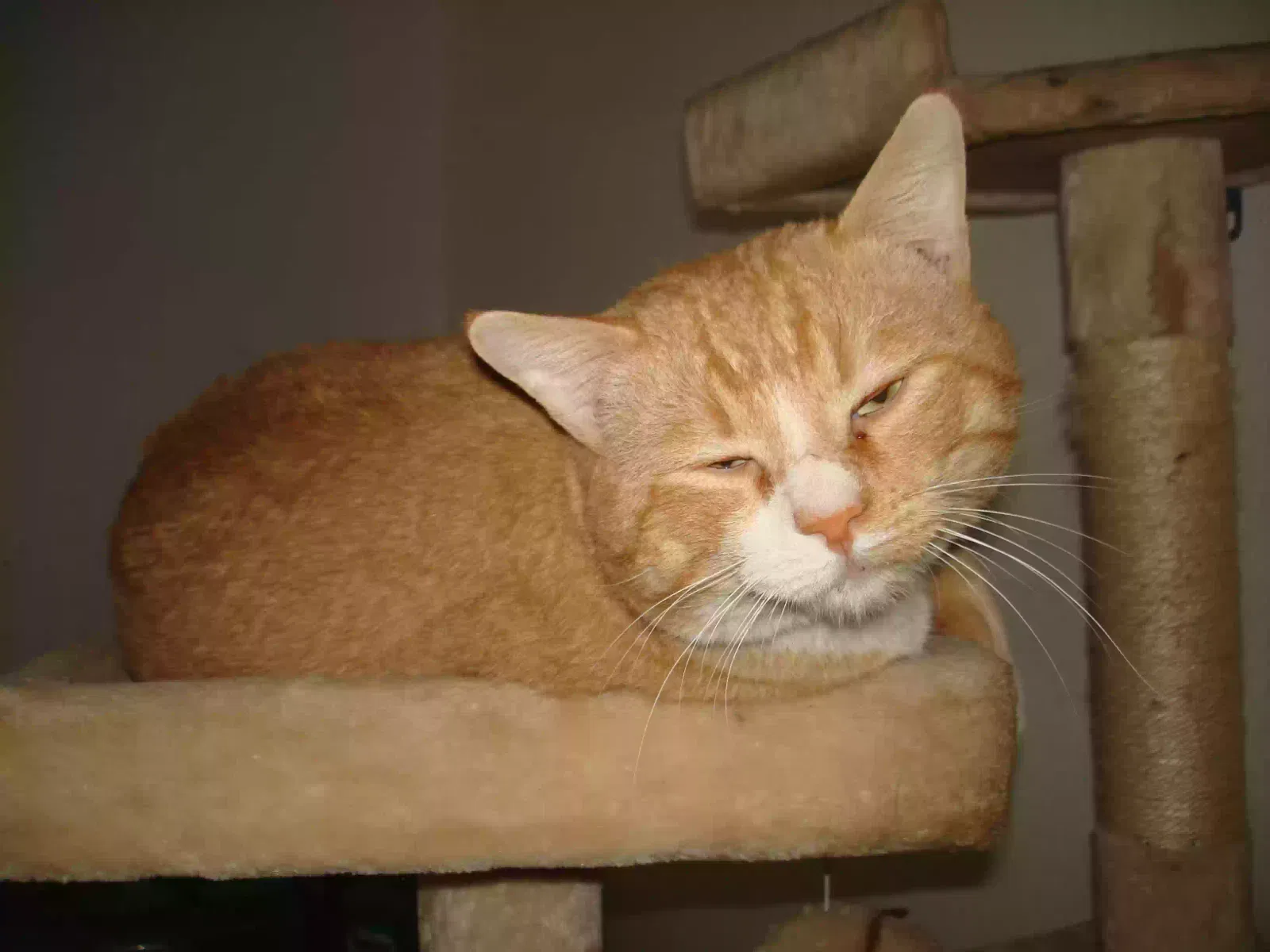 Found cat in Apple Valley, CA, 92308